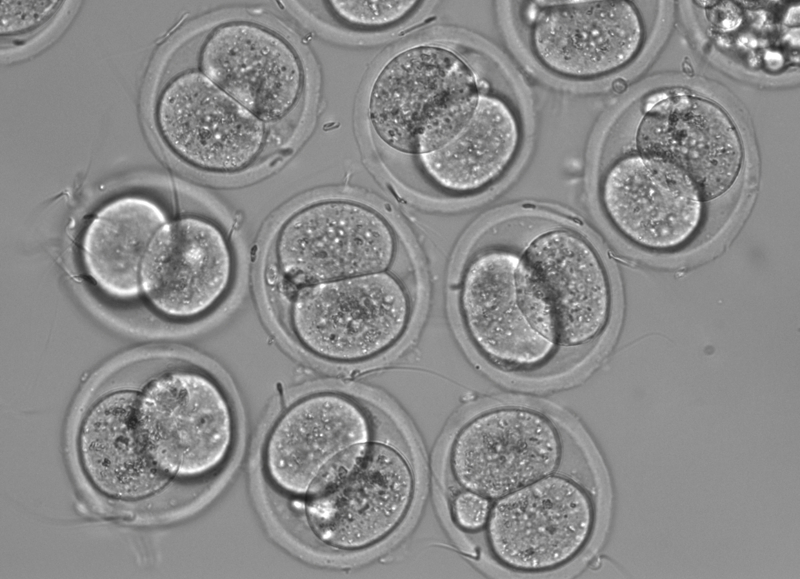 Two cell embryos