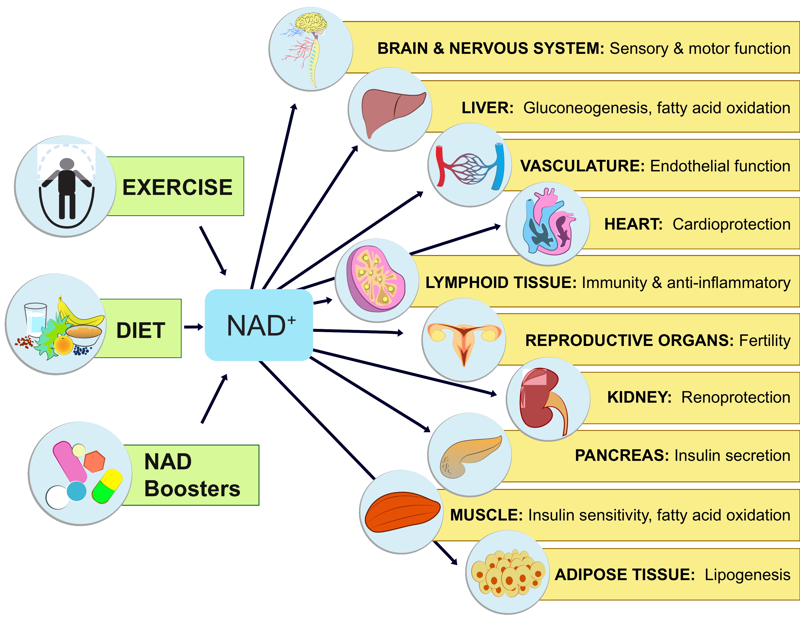 NAD+ Boosting diagram